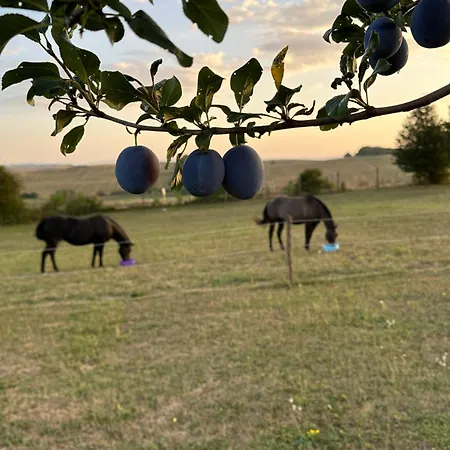 Garden House * Martin
