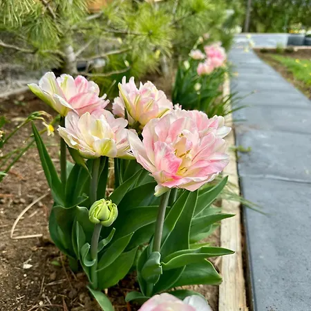 Garden House * Martin